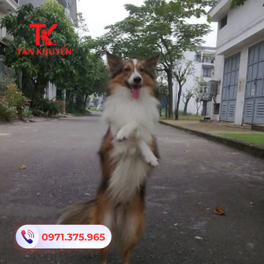 Một số lưu ý trước khi bắt đầu huấn luyện chó