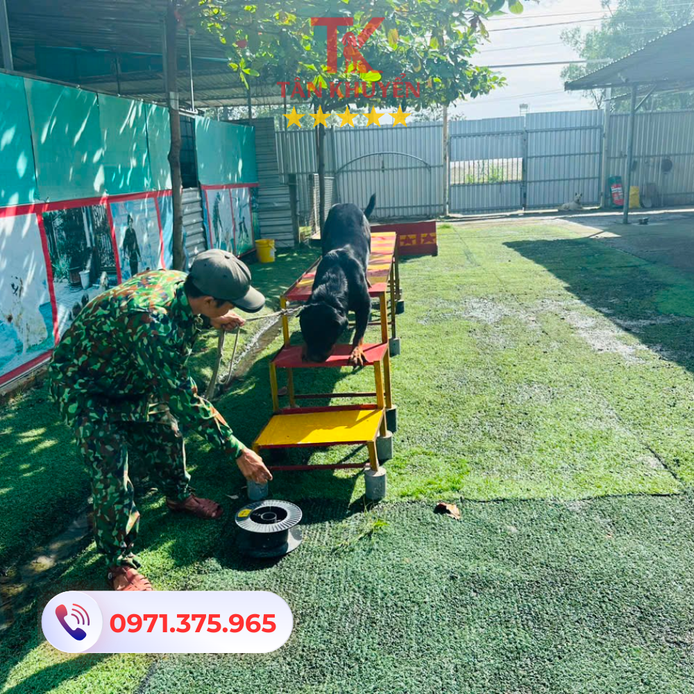 Những địa chỉ uy tín cung cấp dịch vụ huấn luyện chó tại Quận 5