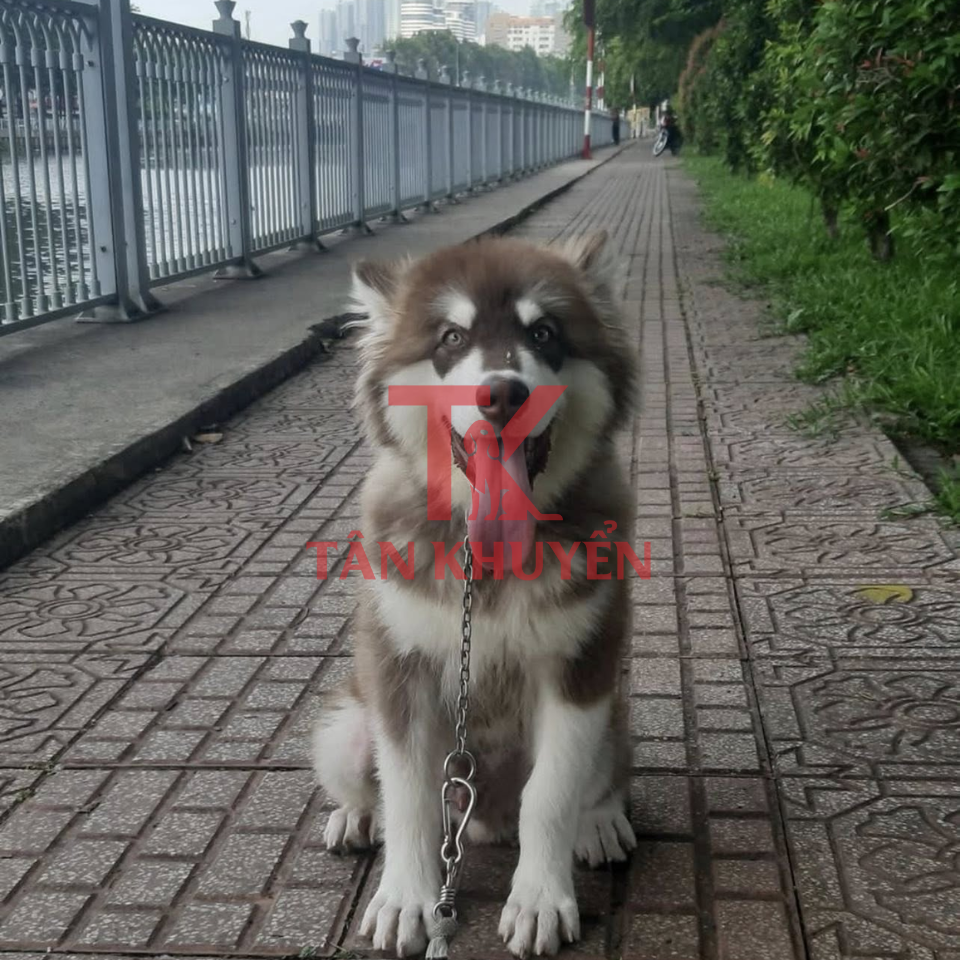 Những khó khăn thường gặp và cách xử lý khi huấn luyện chó cảnh