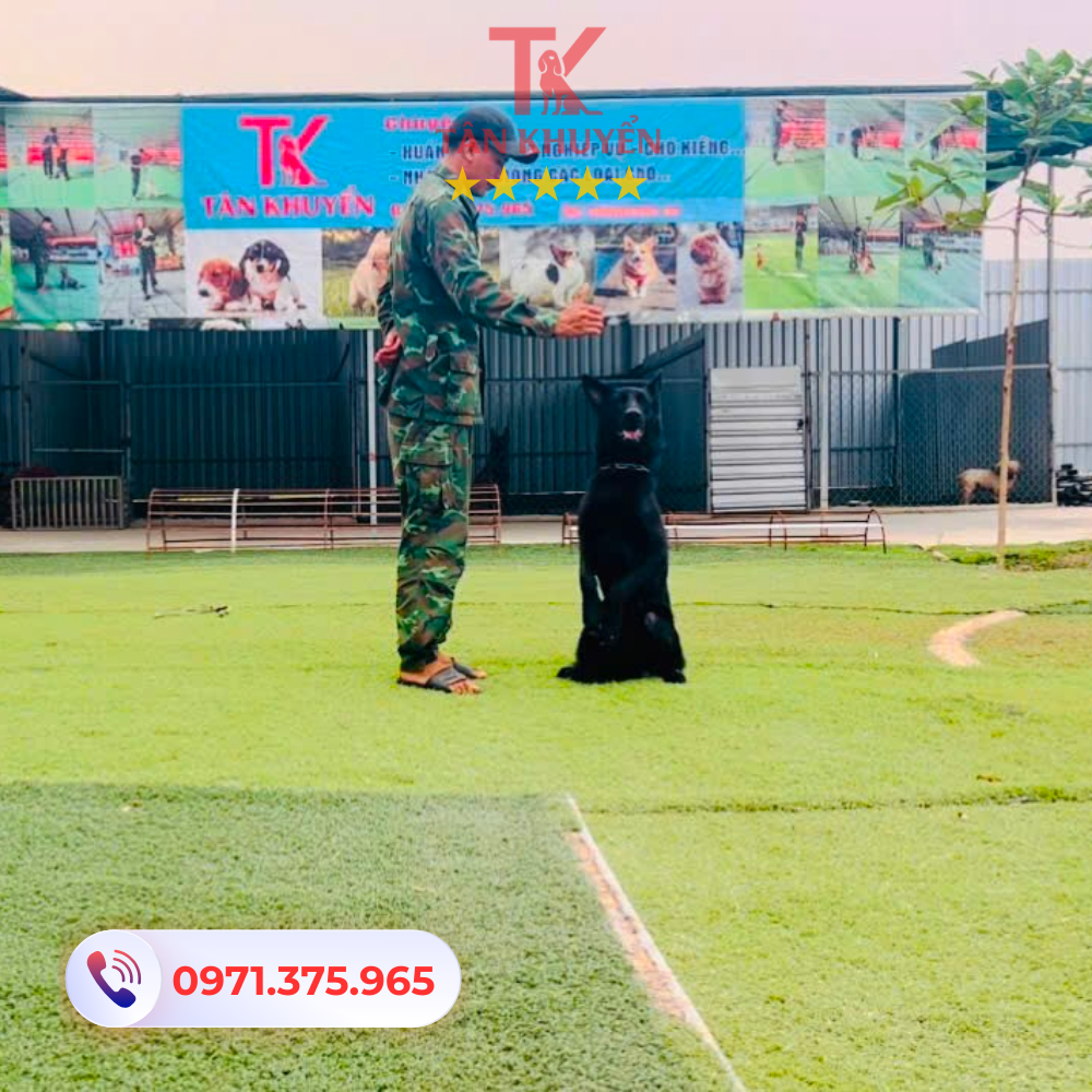 Những lợi ích khi lựa chọn dịch vụ huấn luyện chó tại Tân Khuyển