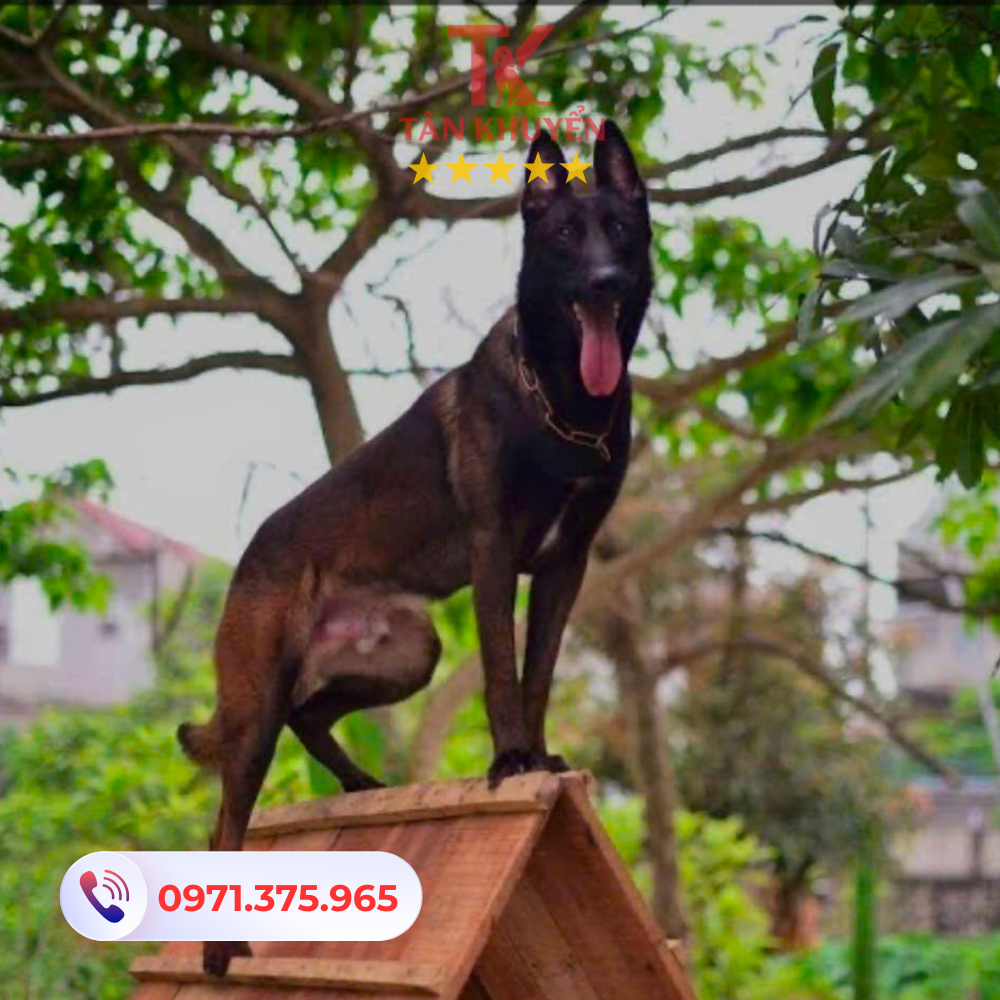 Những lý do nên chọn huấn luyện chó tại Tân Khuyển