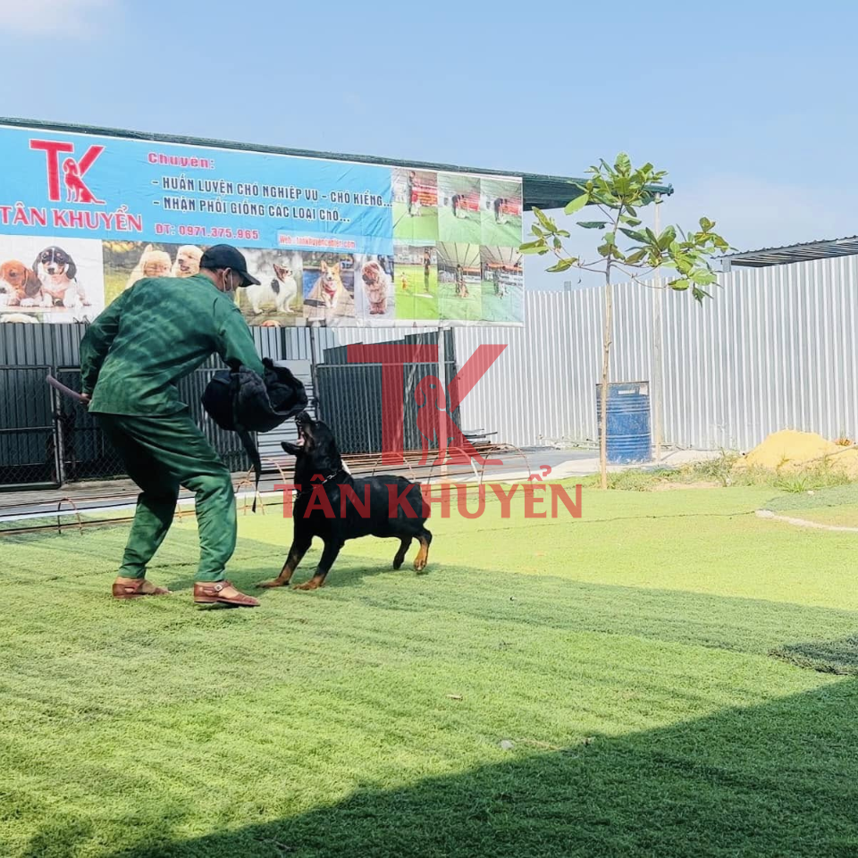 Phương pháp huấn luyện chó nghiệp vụ – Công nghệ và nhân văn