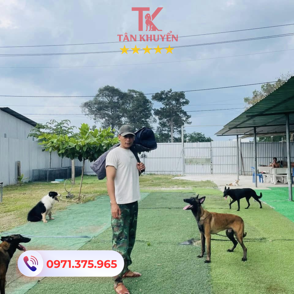 Quy trình huấn luyện chó tại các trung tâm uy tín