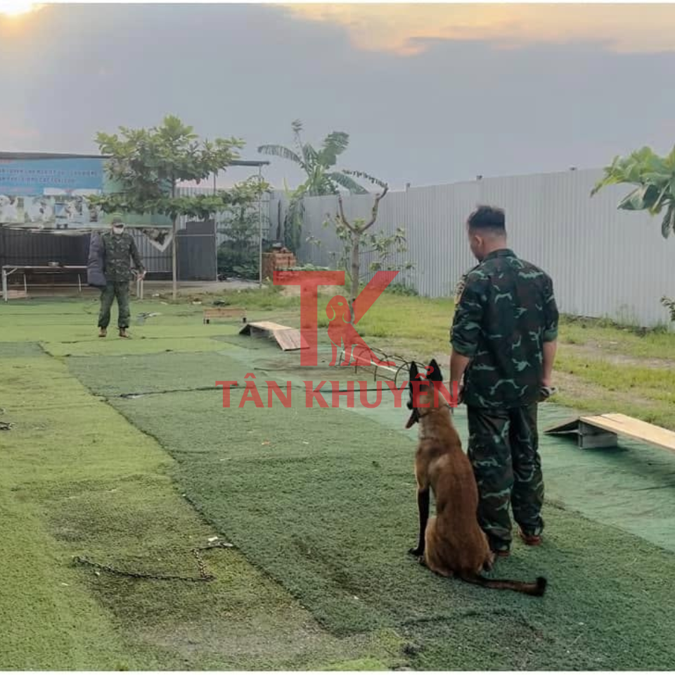 Tại sao chọn trường huấn luyện chó nghiệp vụ Tân Khuyển