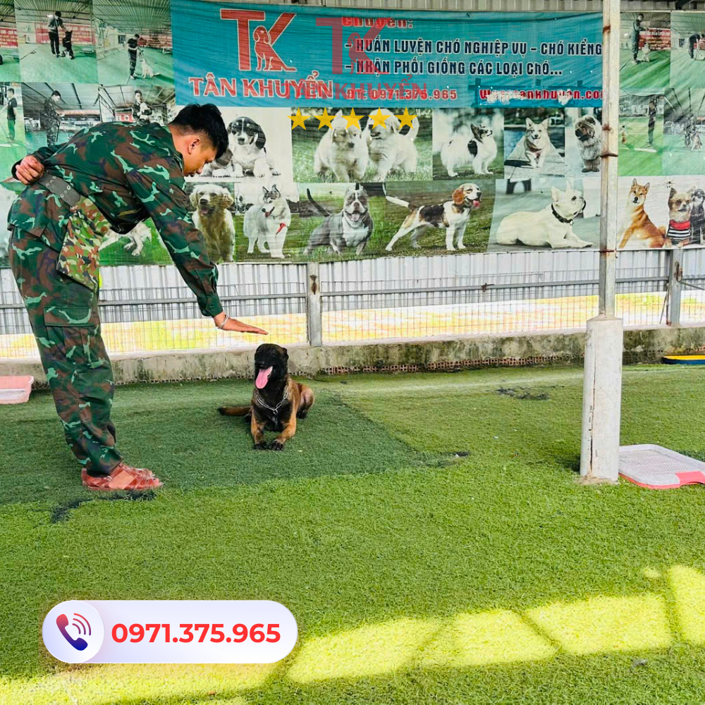 Tại sao lựa chọn trung tâm huấn luyện chó Tân Khuyển