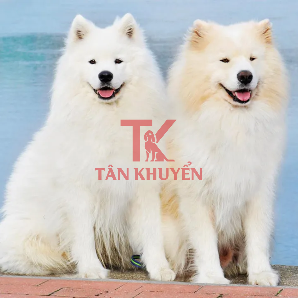 Tại sao nên chọn trường huấn luyện chó Samoyed chuyên nghiệp