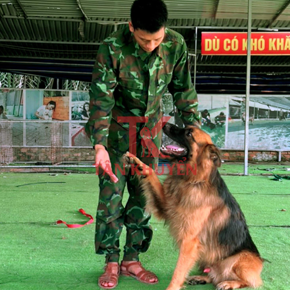 Tại sao nên chọn Trường huấn luyện chó Tân Khuyển