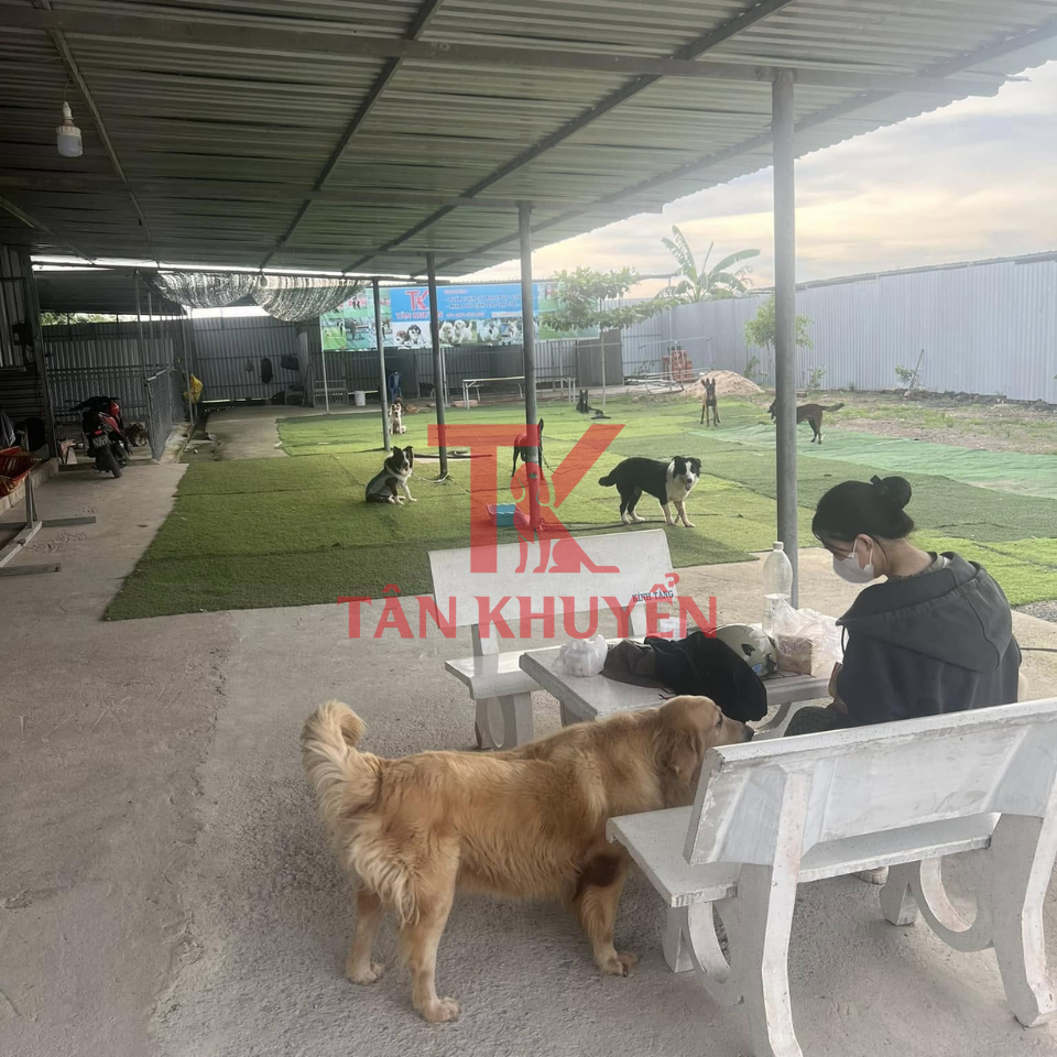 Tham khảo các bài tập vận động phù hợp giúp phát triển thể chất và trí tuệ cho chó Lạp Xưởng