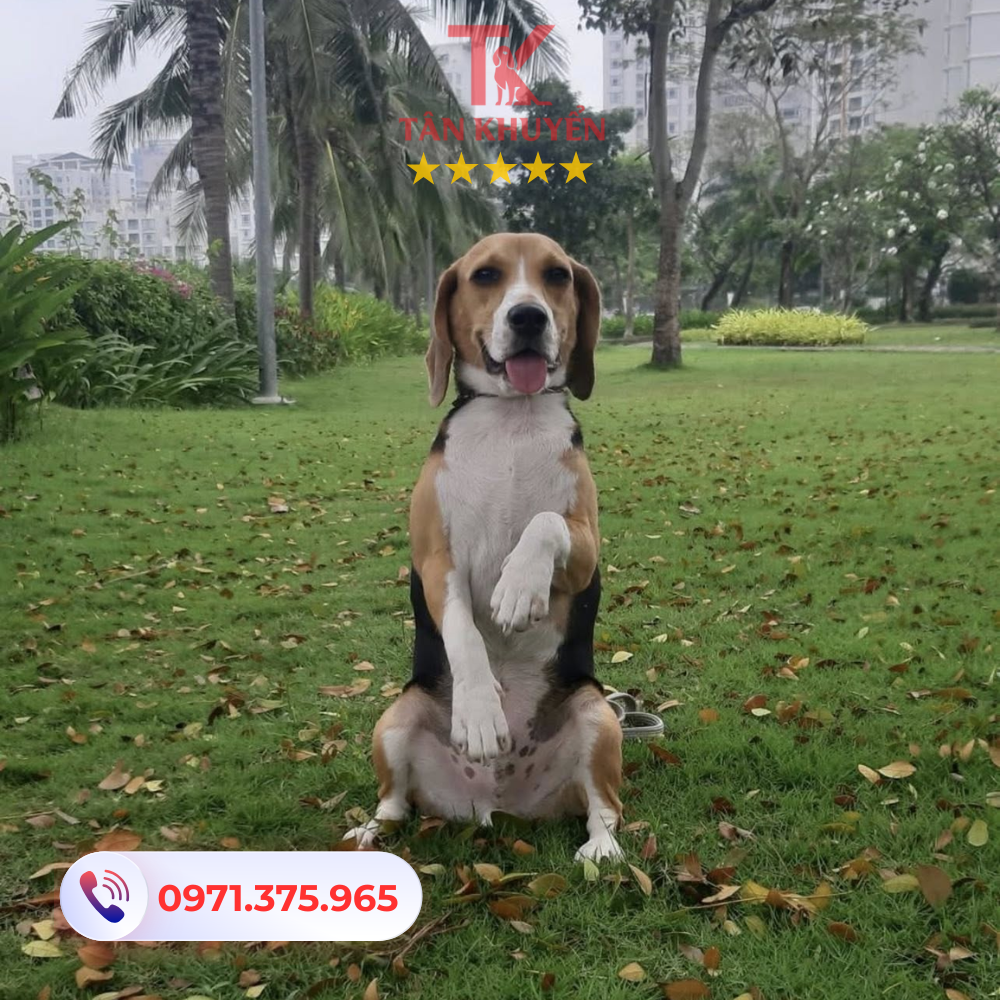  Thời gian và chi phí dịch vụ huấn luyện chó