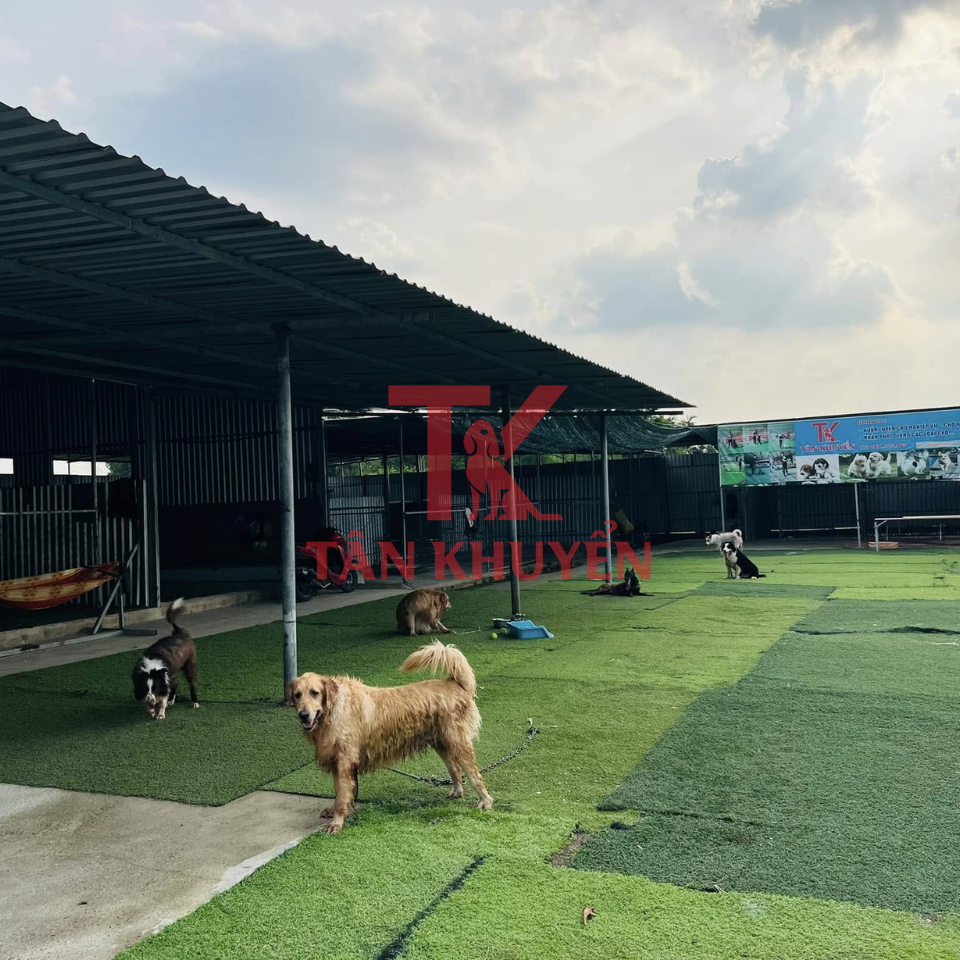 Thúc đẩy sự phát triển toàn diện cho chó Becgie