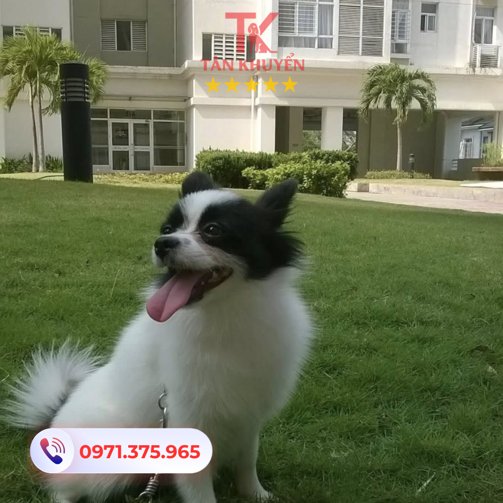 Ưu điểm của trung tâm huấn luyện Tân Khuyển